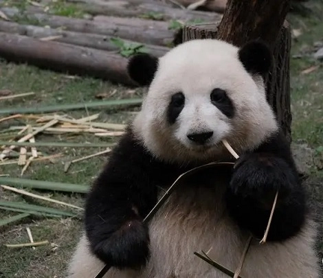 chengdu gay massage pic 