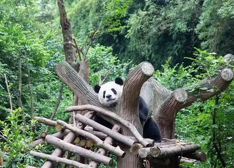 chengdu gay massage pic 